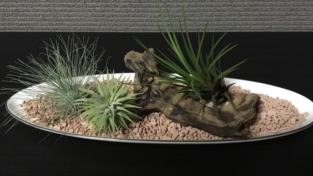 エアプランツ