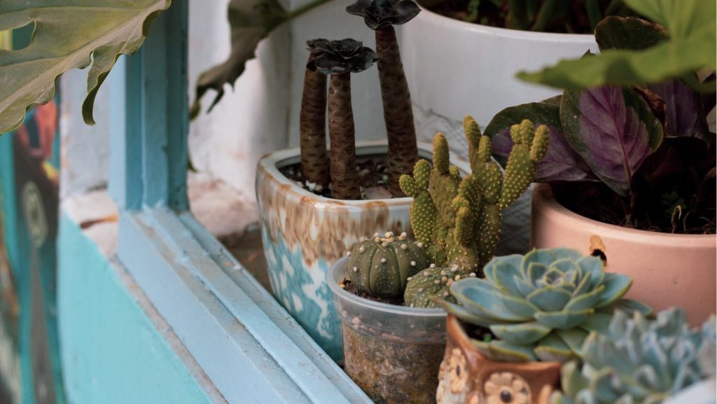 観葉植物いろはのい