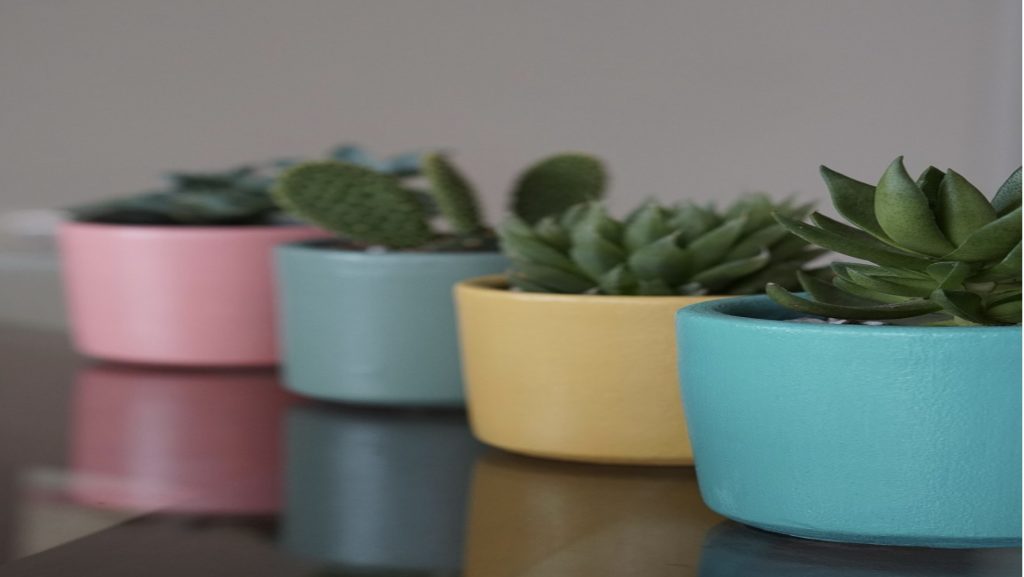 観葉植物いろはのい