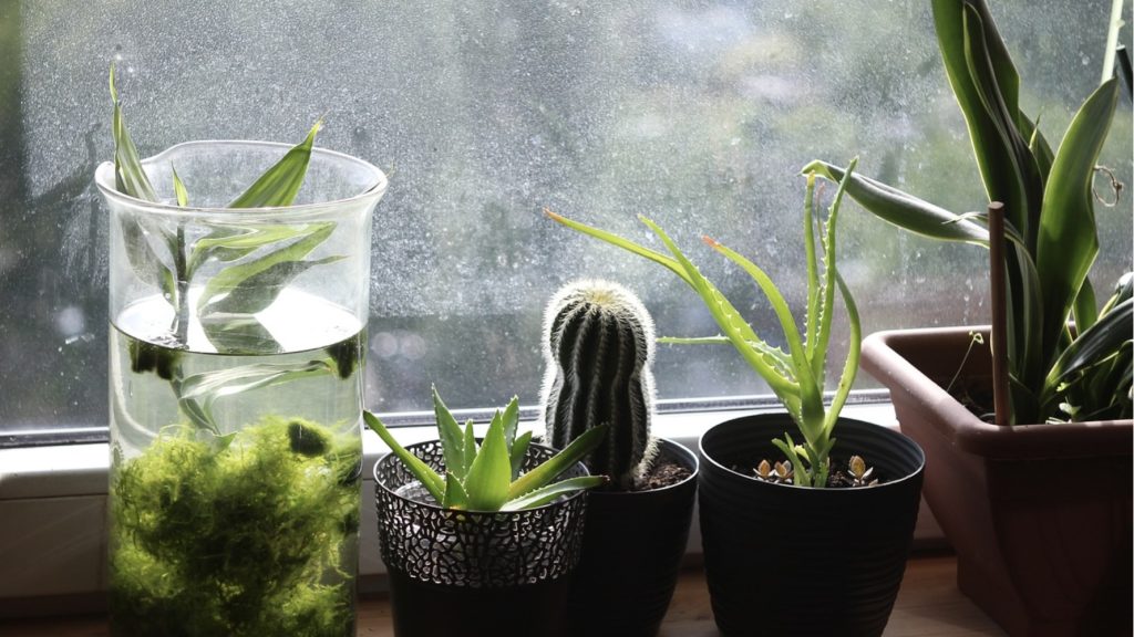 観葉植物いろはのい