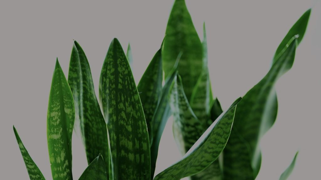 サンスベリア