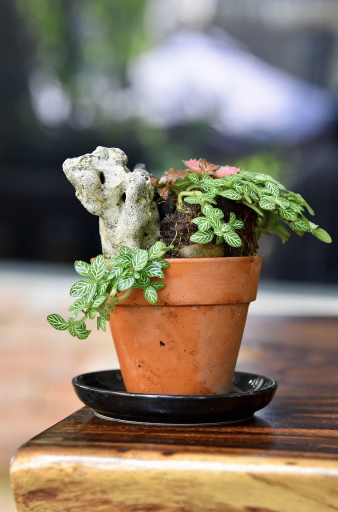 観葉植物いろはのい