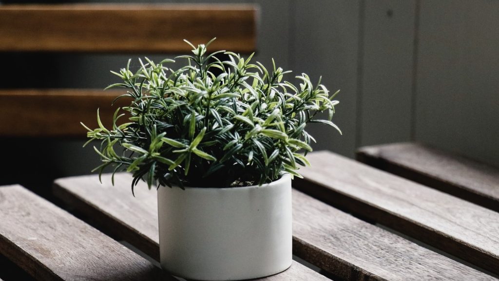 観葉植物いろはのい