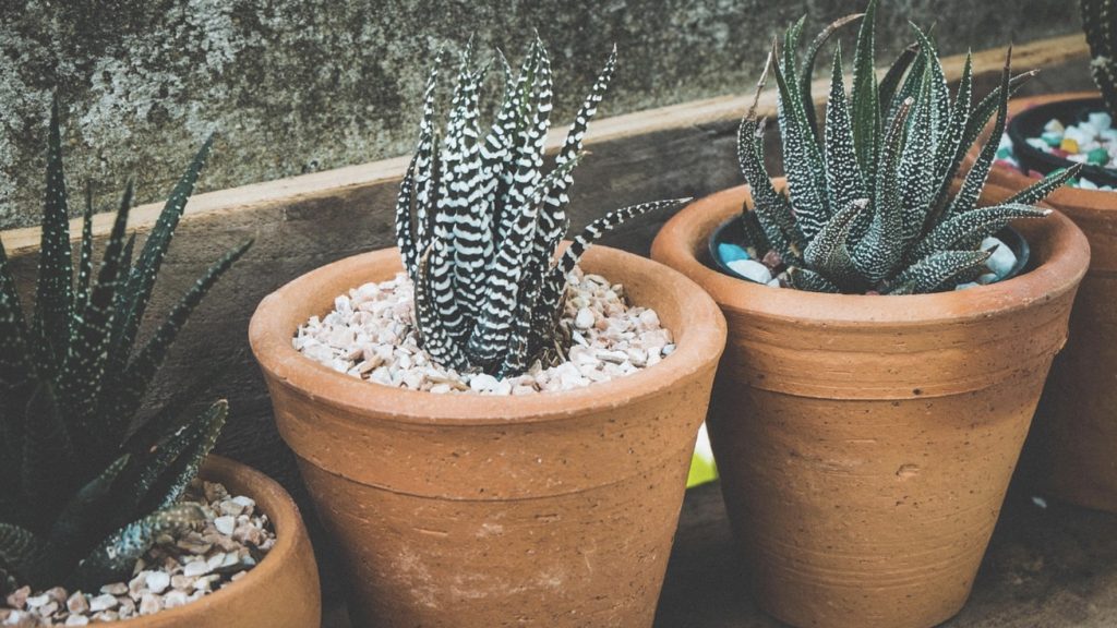 観葉植物いろはのい