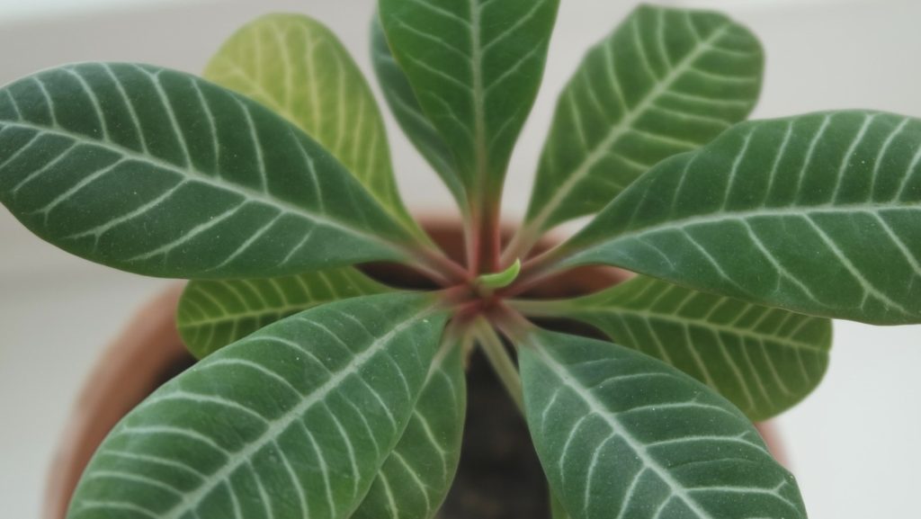 観葉植物いろはのい