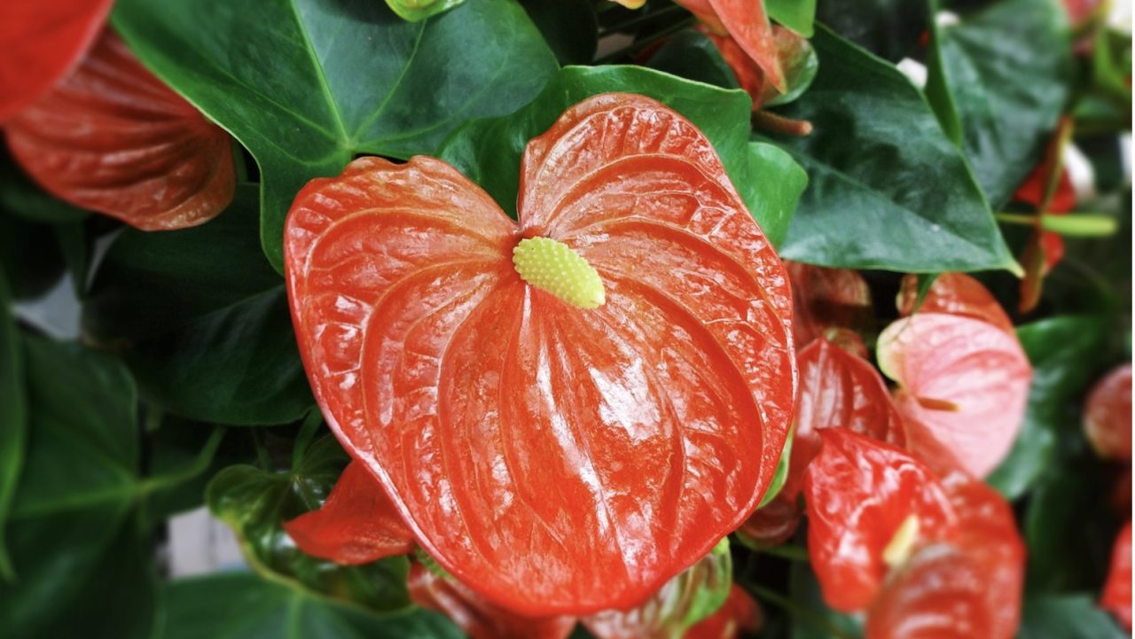 癒し効果抜群!観葉植物ブーム『選び方』から『お手入れ』まで