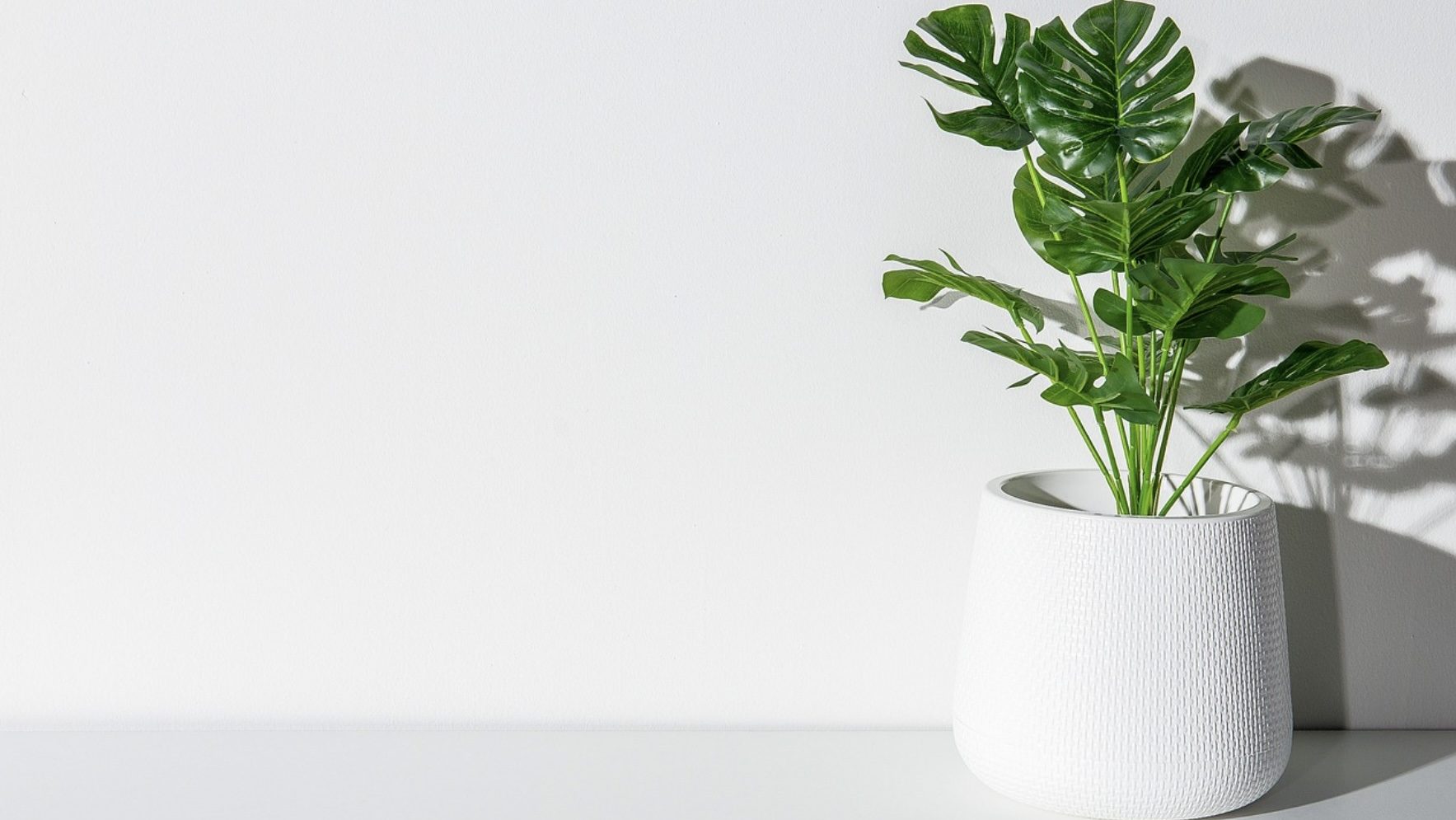 観葉植物いろはのい