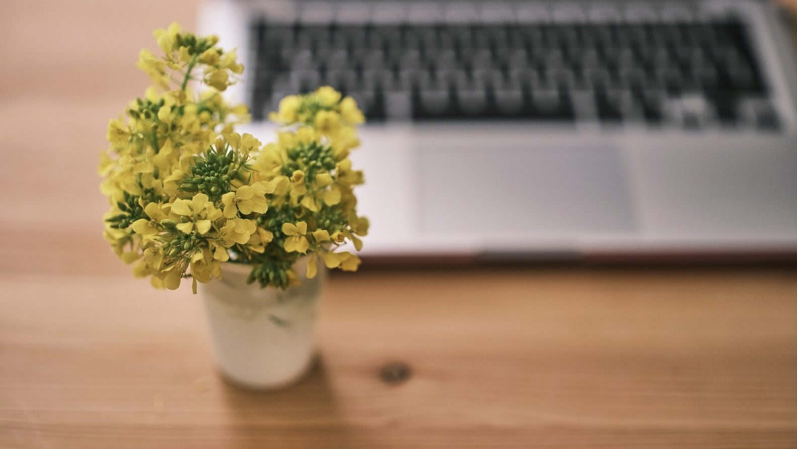 観葉植物いろはのい