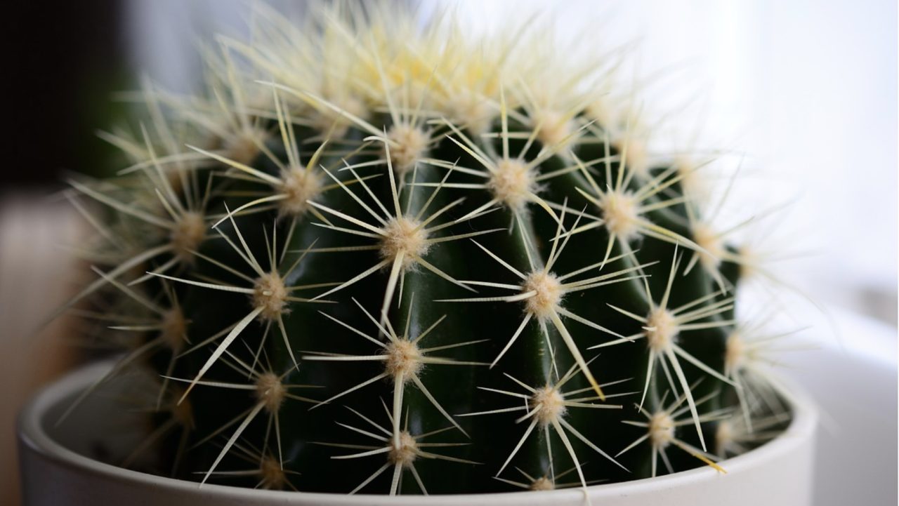 観葉植物にかかる費用を徹底解説！初心者でも安心の種類別維持費を全網羅！