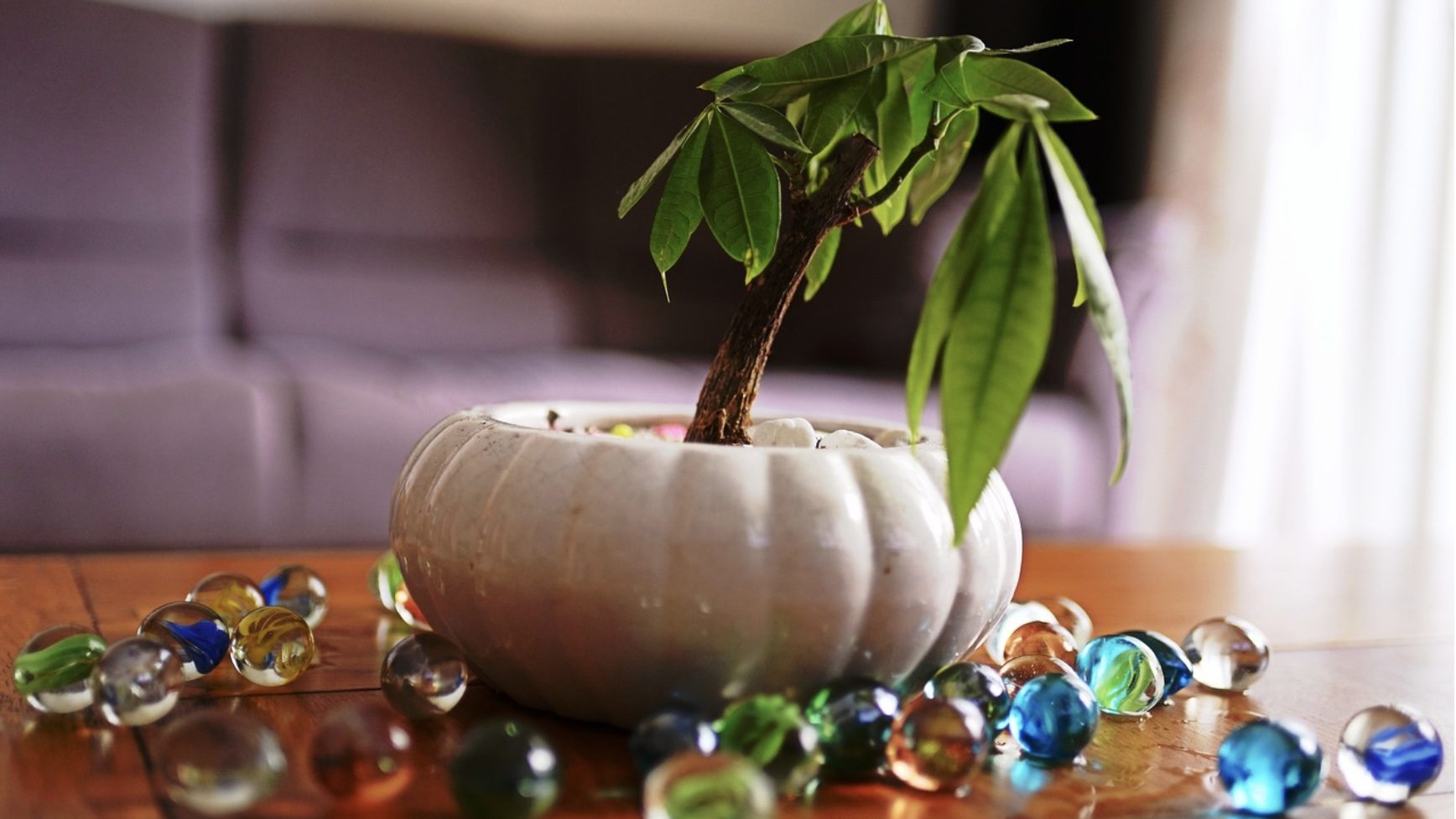 観葉植物いろはのい