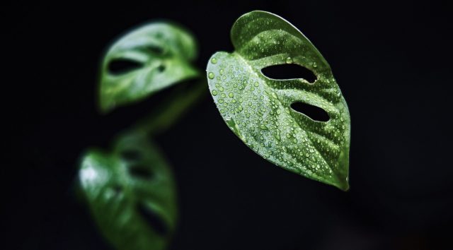 【日当たり悪い玄関】風水効果を高めるおすすめ観葉植物